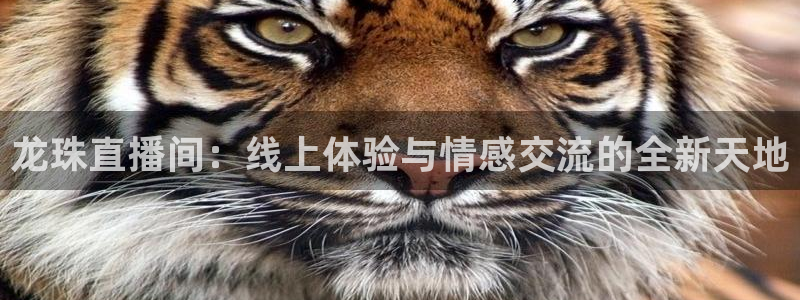 小九直播体育下载：龙珠直播间：线上体验与情感交流的全新天地